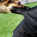 بينهم أطفال..13 مصابًا في عقر جماعي لكلب ضال بالحامول